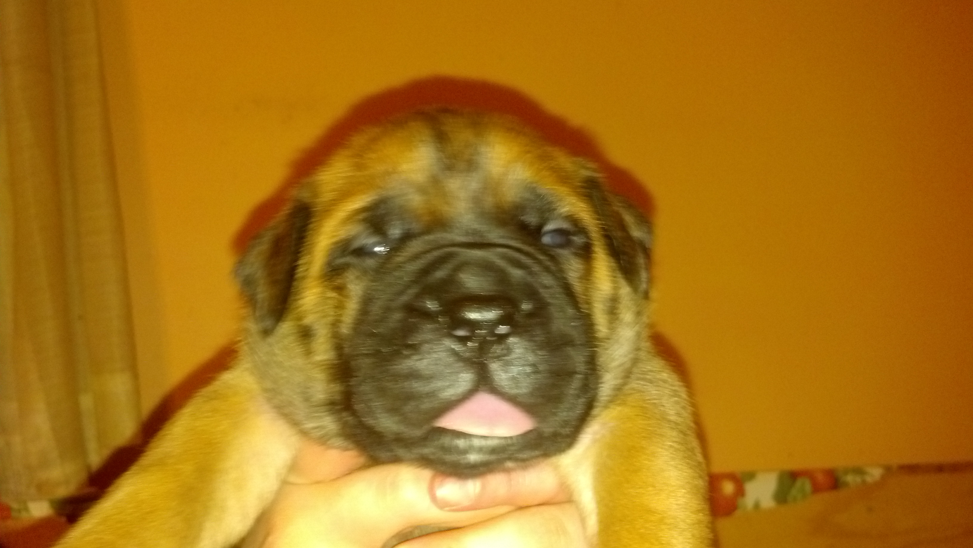 male bullmastiff puppies for sale