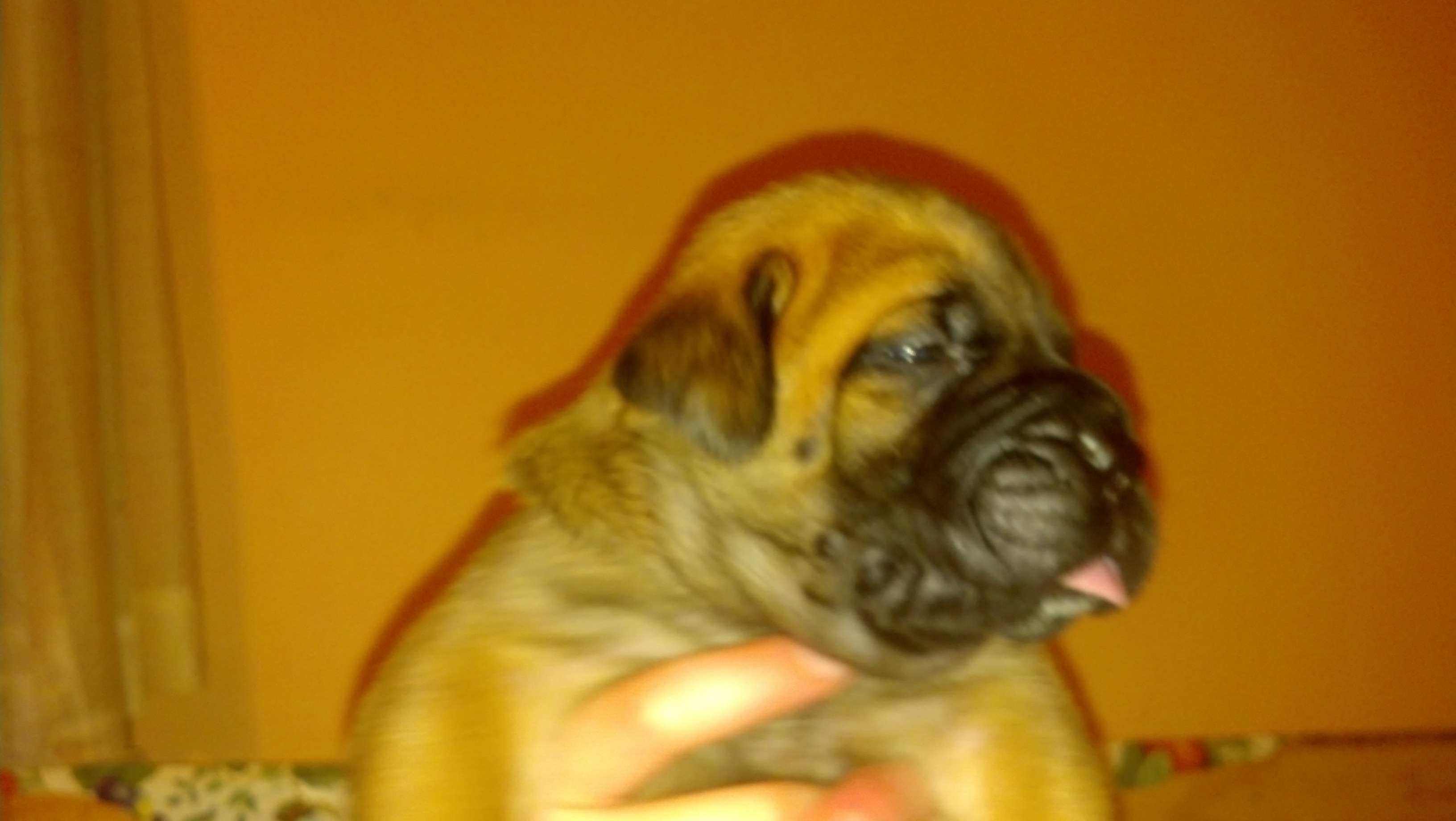 male bullmastiff puppies for sale