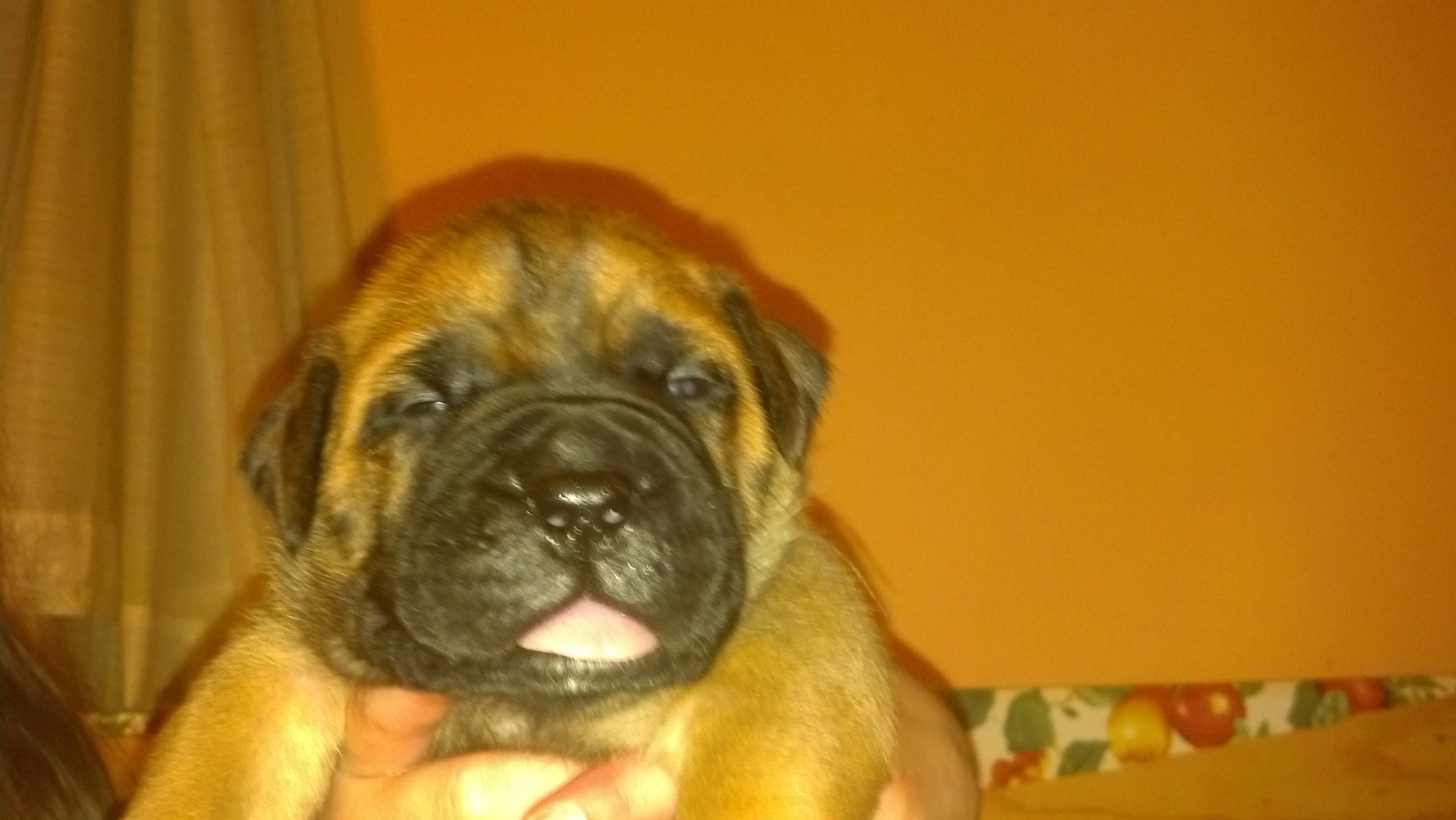 male bullmastiff puppies for sale