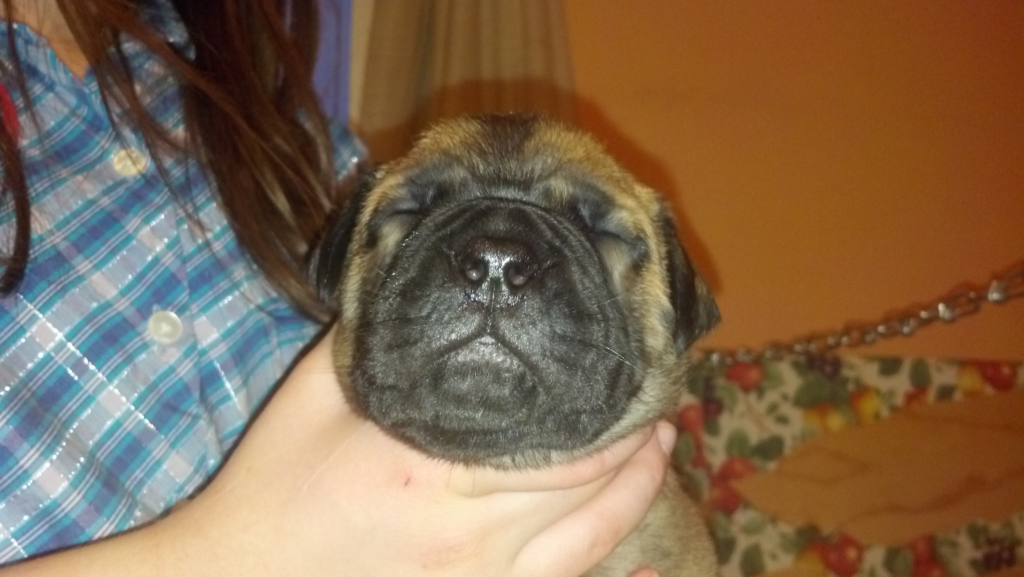 male bullmastiff puppies for sale