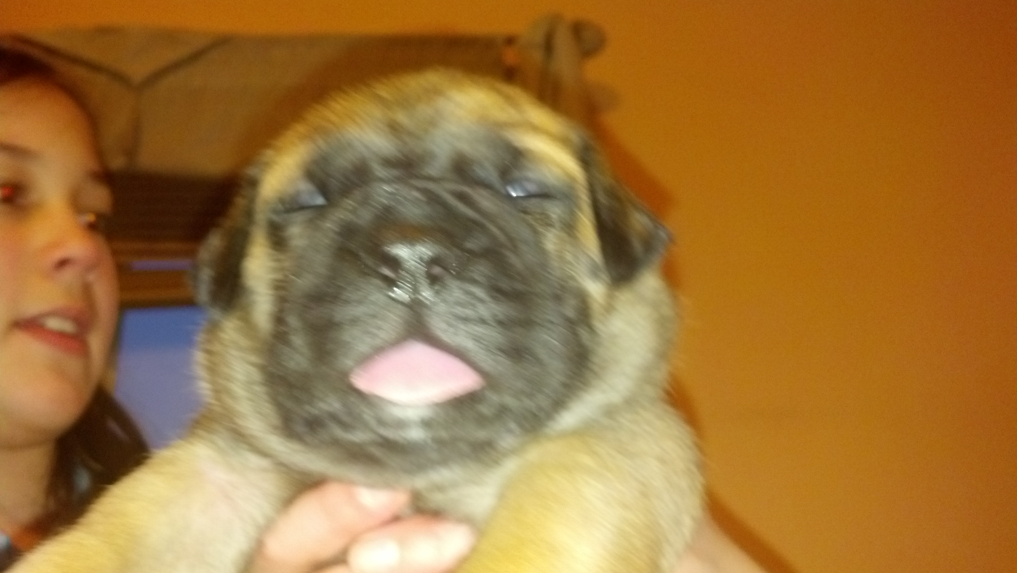 male bullmastiff puppies for sale