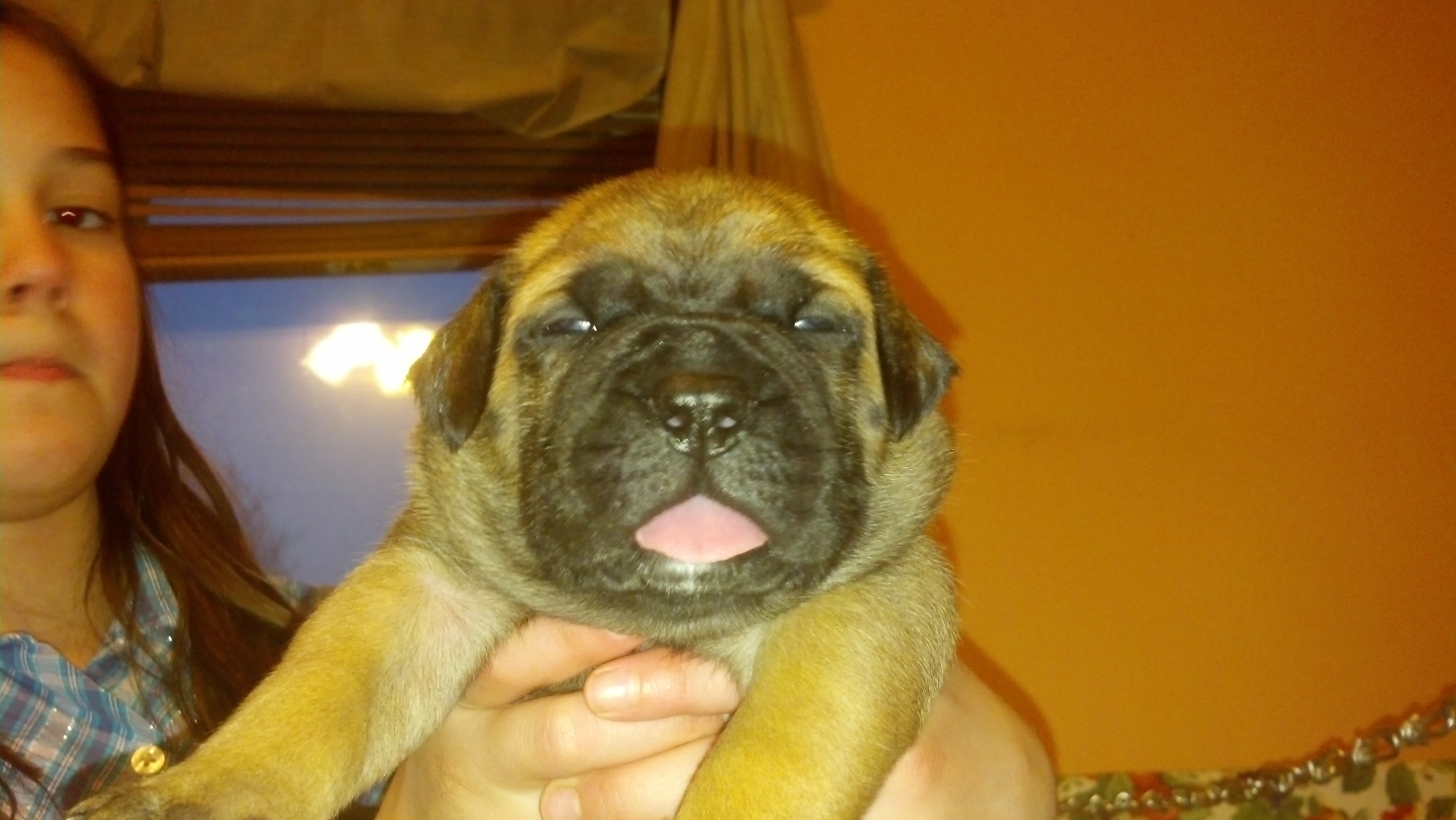 male bullmastiff puppies for sale