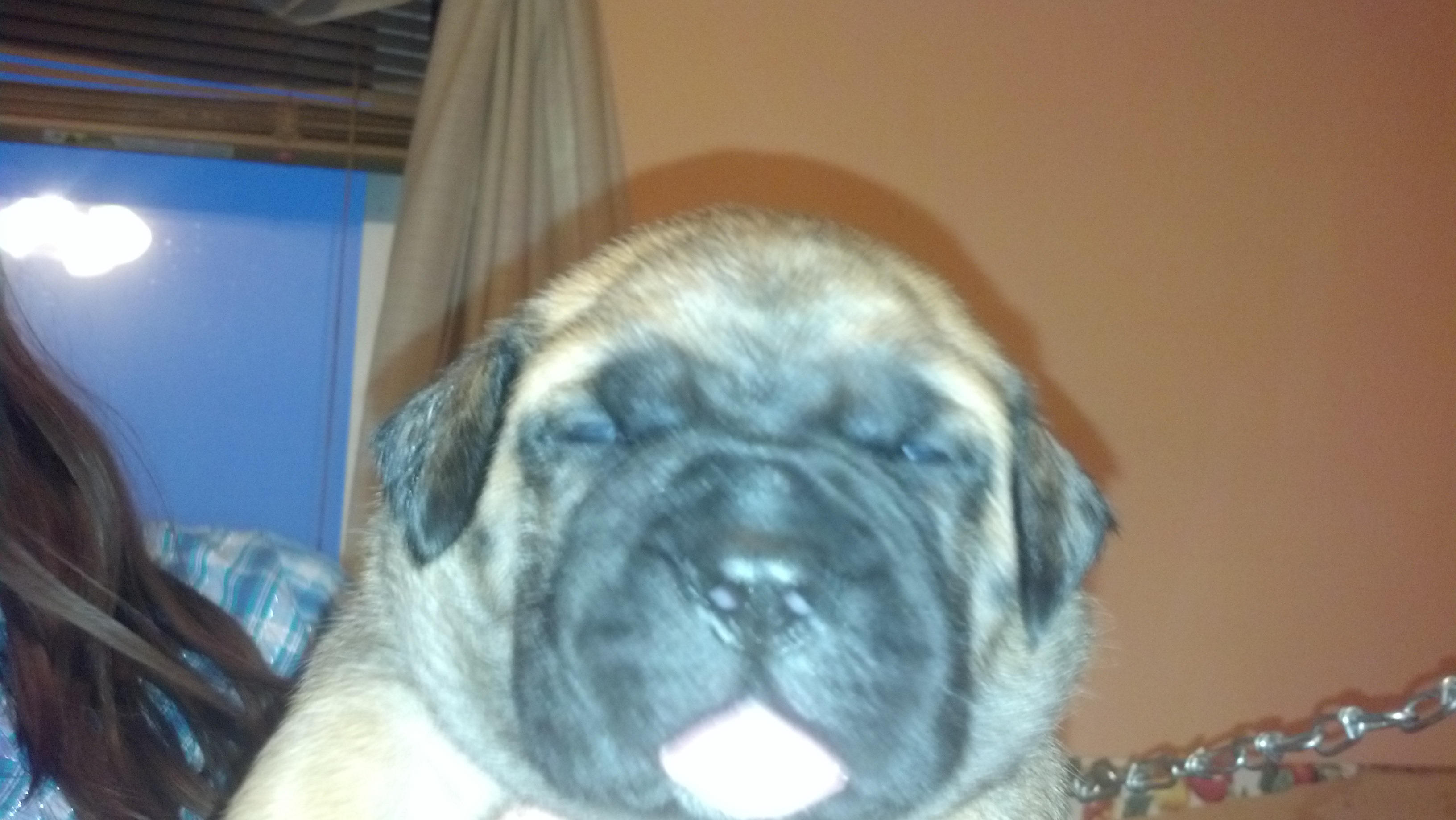 male bullmastiff puppies for sale