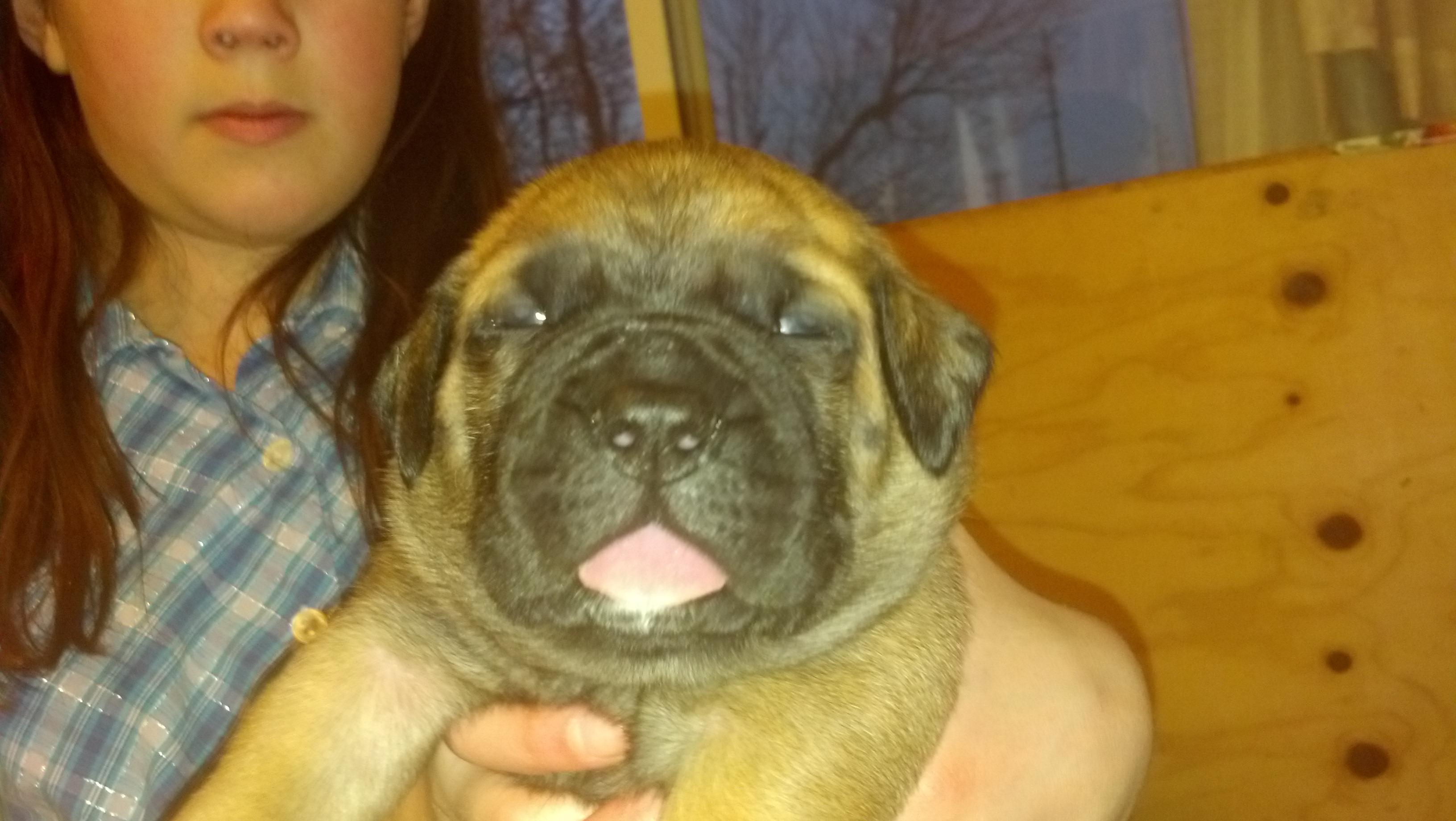 male bullmastiff puppies for sale