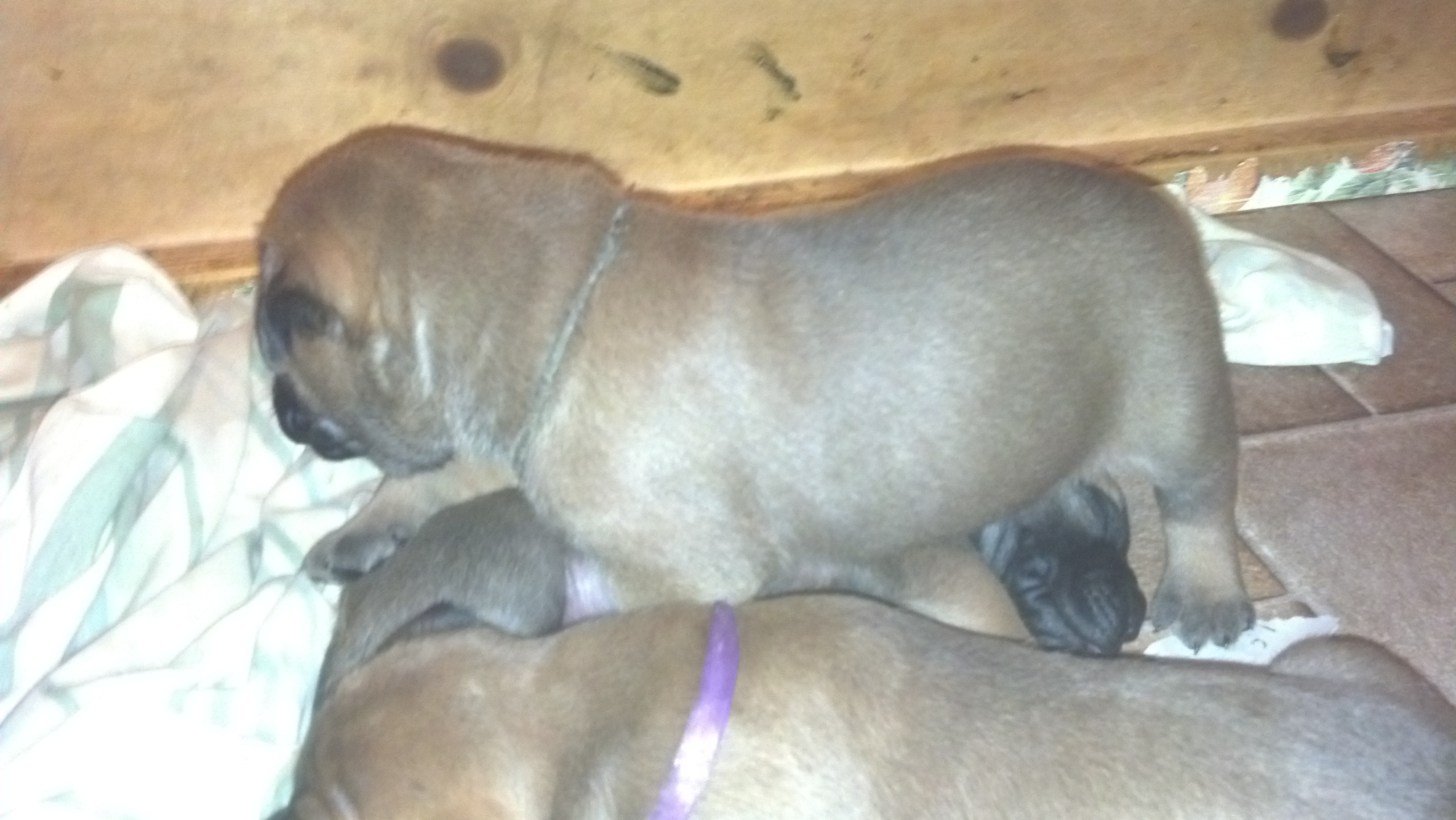 male bullmastiff puppies for sale