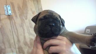 bullmastiff puppies for sale