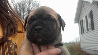 bullmastiff puppies for sale