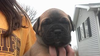 bullmastiff puppies for sale
