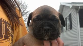 bullmastiff puppies for sale