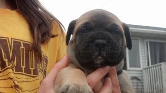 bullmastiff puppies for sale