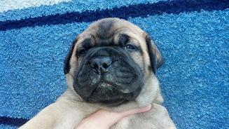 bullmastiff puppies for sale