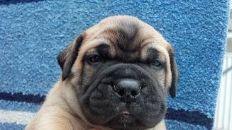bullmastiff puppies for sale