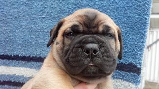 bullmastiff puppies for sale