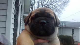 male bullmastiff puppies for sale