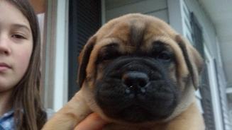 male bullmastiff puppies for sale