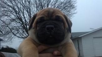male bullmastiff puppies for sale