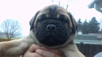 male bullmastiff puppies for sale