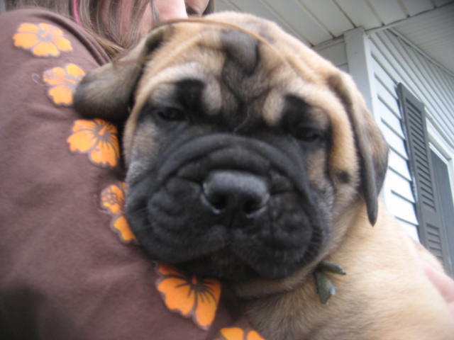 male bullmastiff puppies for sale