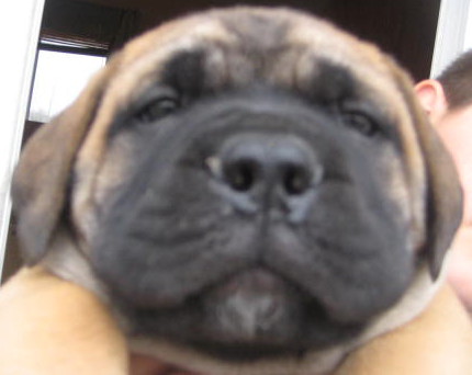 male bullmastiff puppies for sale