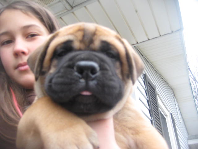 male bullmastiff puppies for sale