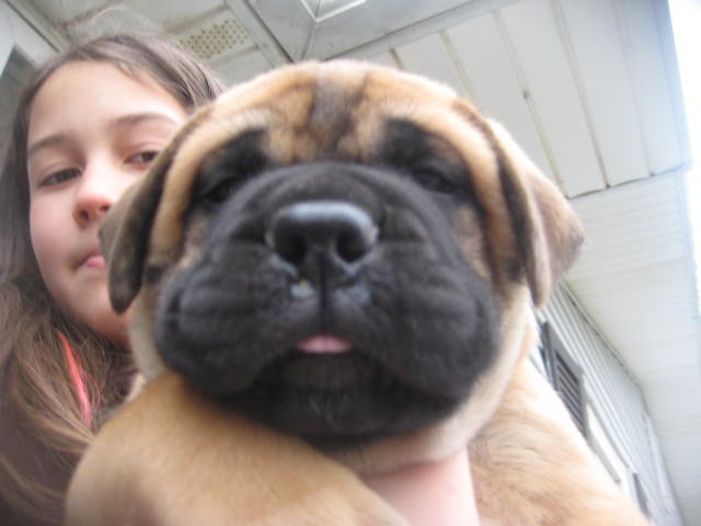 male bullmastiff puppies for sale