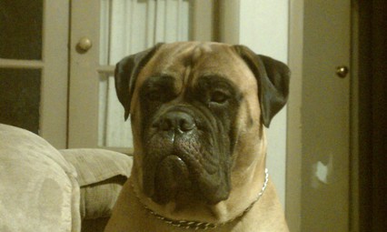 bullmastiff