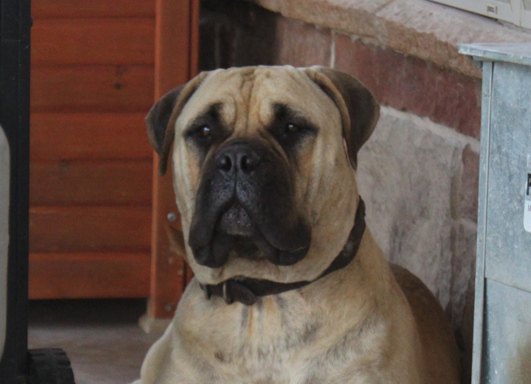 female bullmastiff puppies for sale