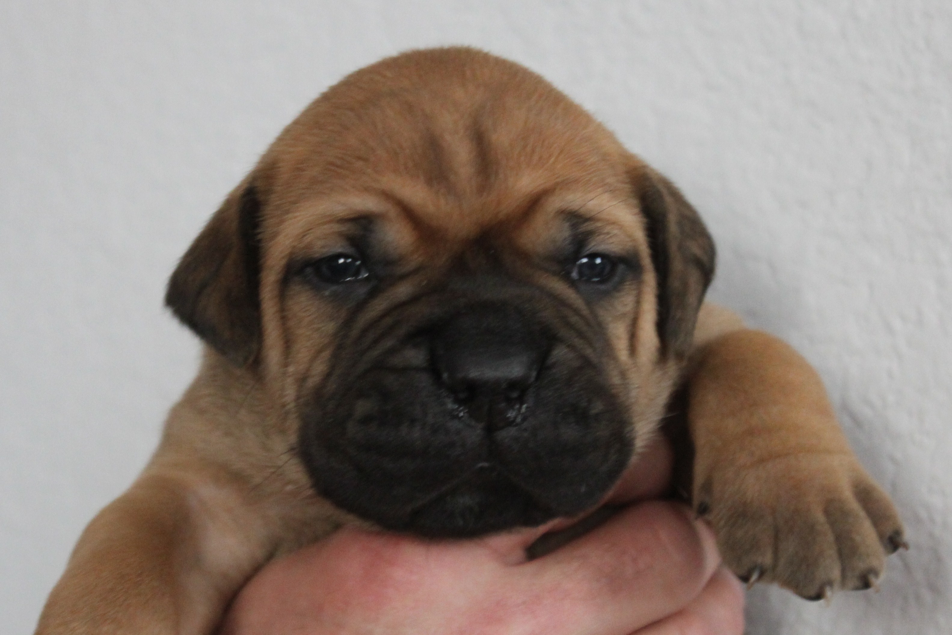 bullmastiff puppies for sale