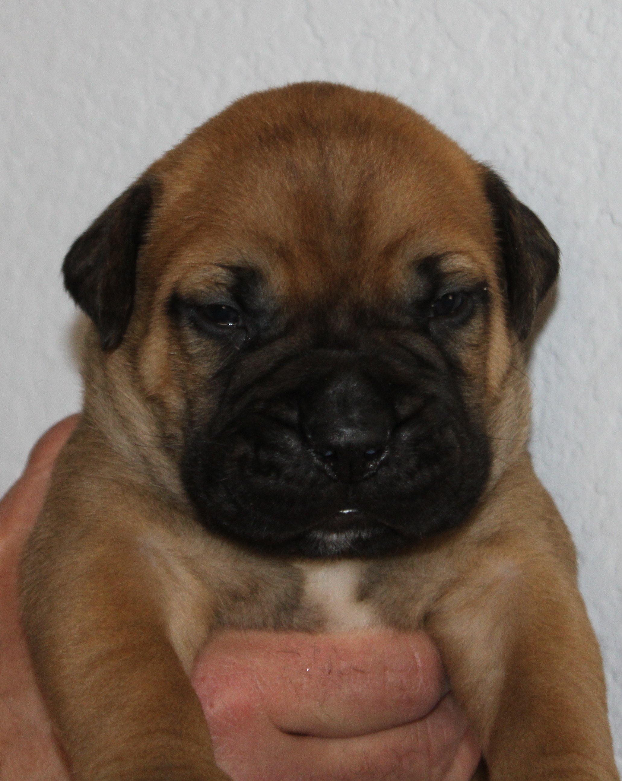 bullmastiff puppies for sale