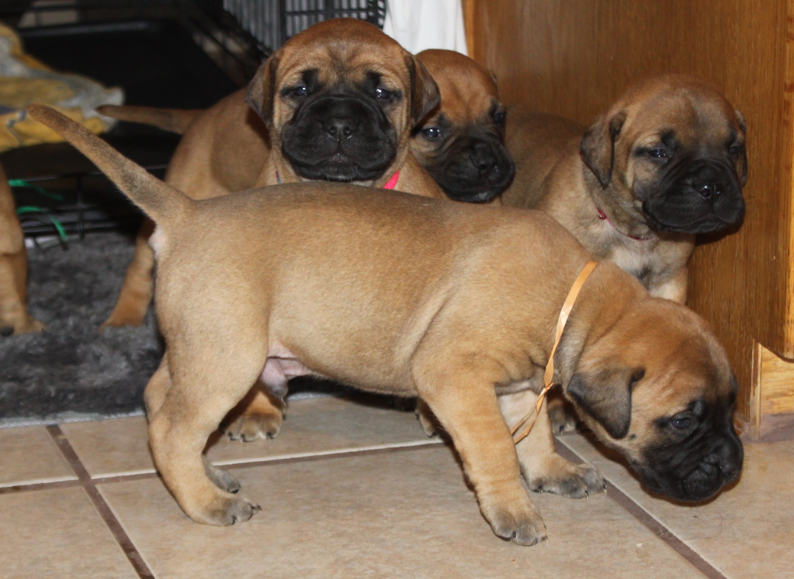 bullmastiff puppies for sale