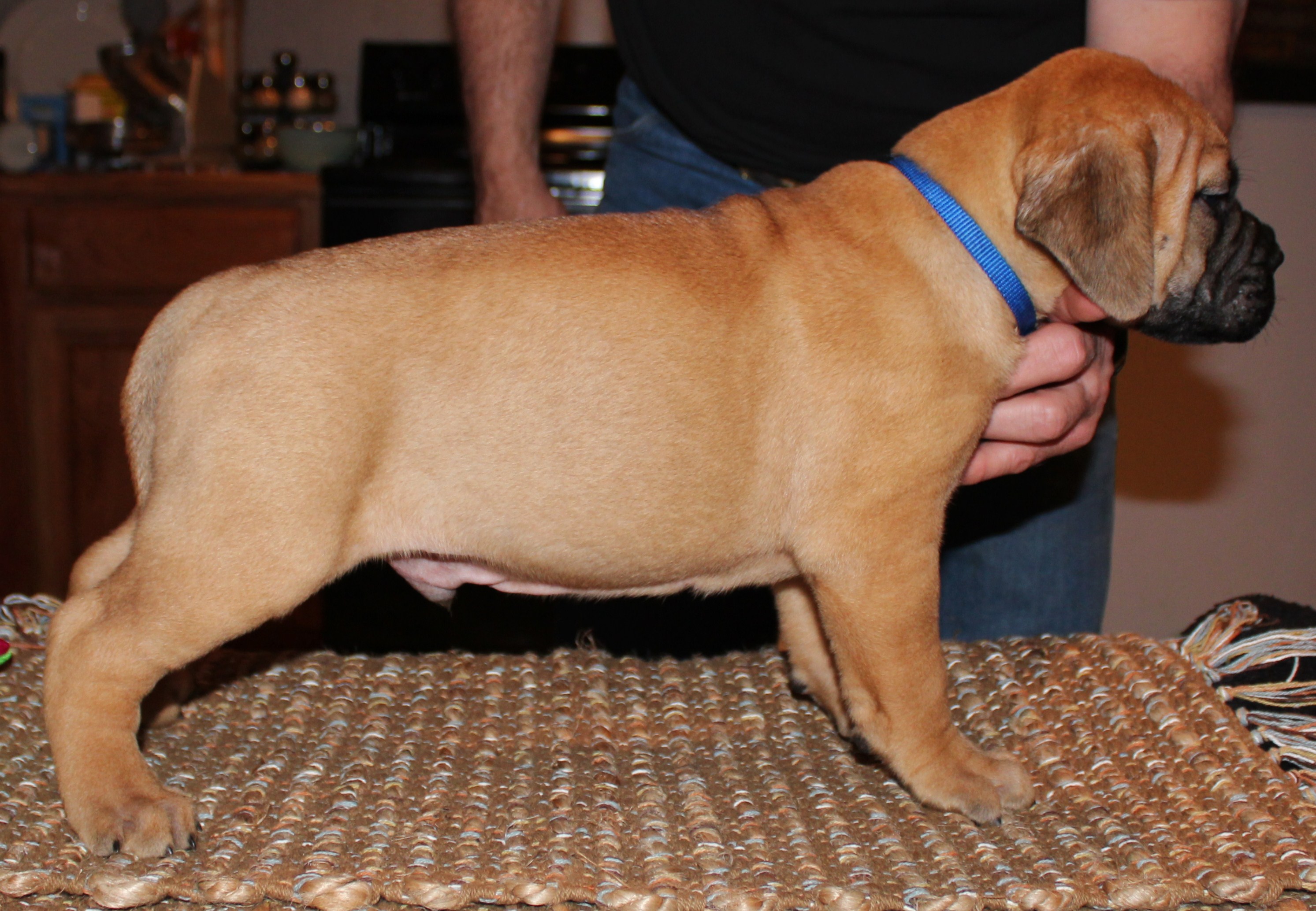bullmastiff puppies for sale