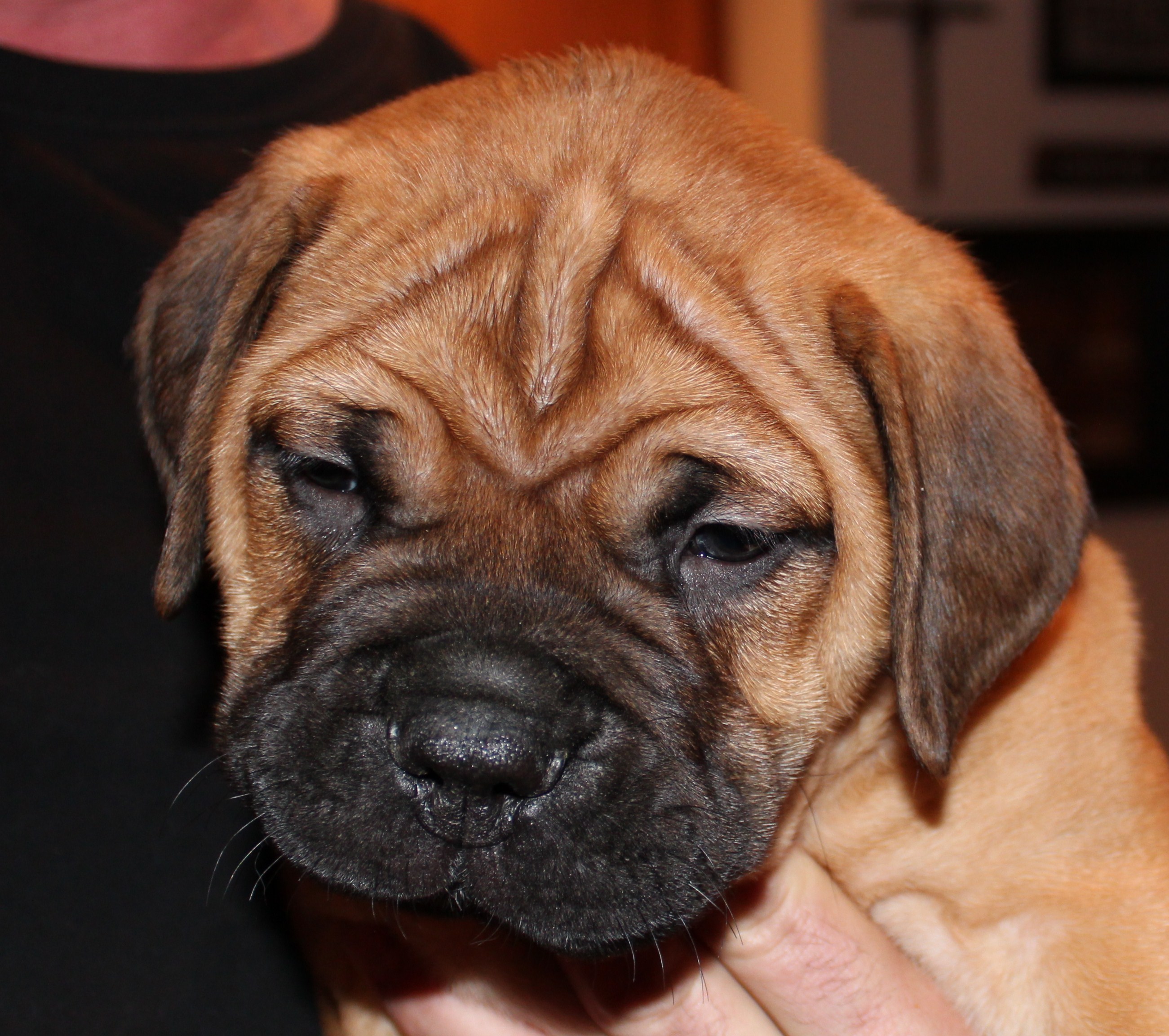 bullmastiff puppies for sale
