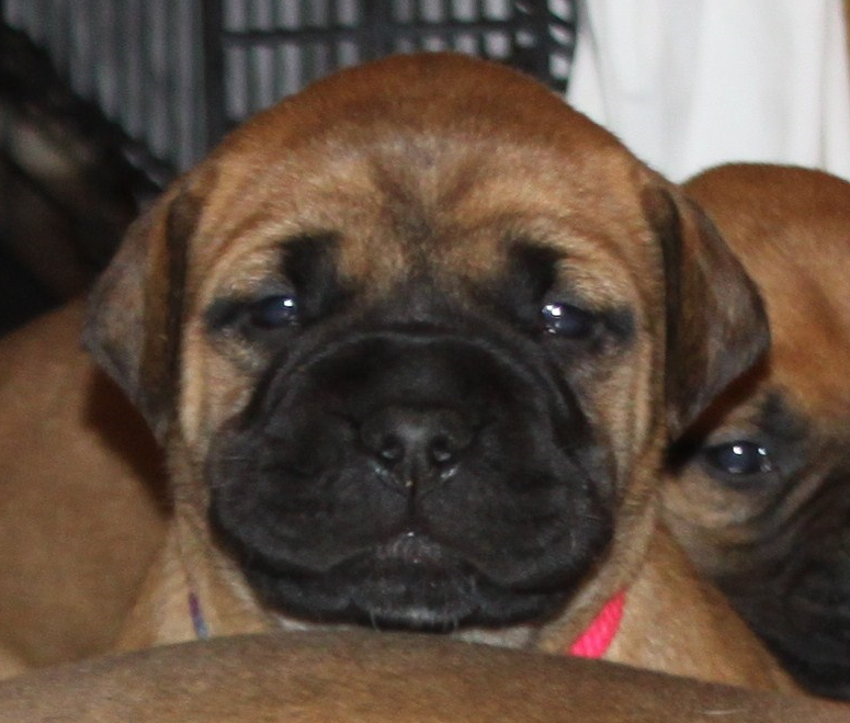 bullmastiff puppies for sale