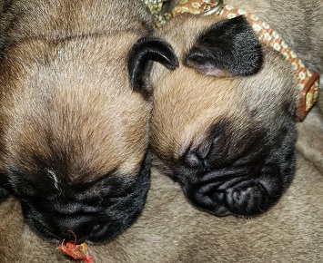 BULLMASTIFF PUPPIES FOR SALE
