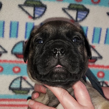 bullmastiff puppies for sale
