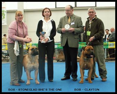 male bullmastiff