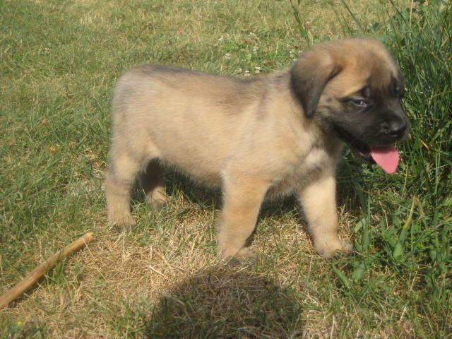 mastiff puppies for sale