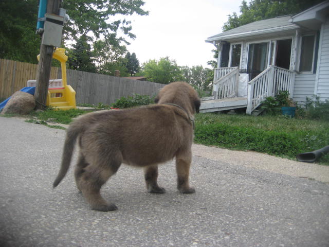  mastiff puppies for sale