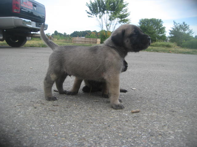  mastiff puppies for sale