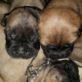 BULLMASTIFF PUPPIES FOR SALE