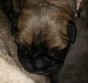 BULLMASTIFF PUPPIES FOR SALE