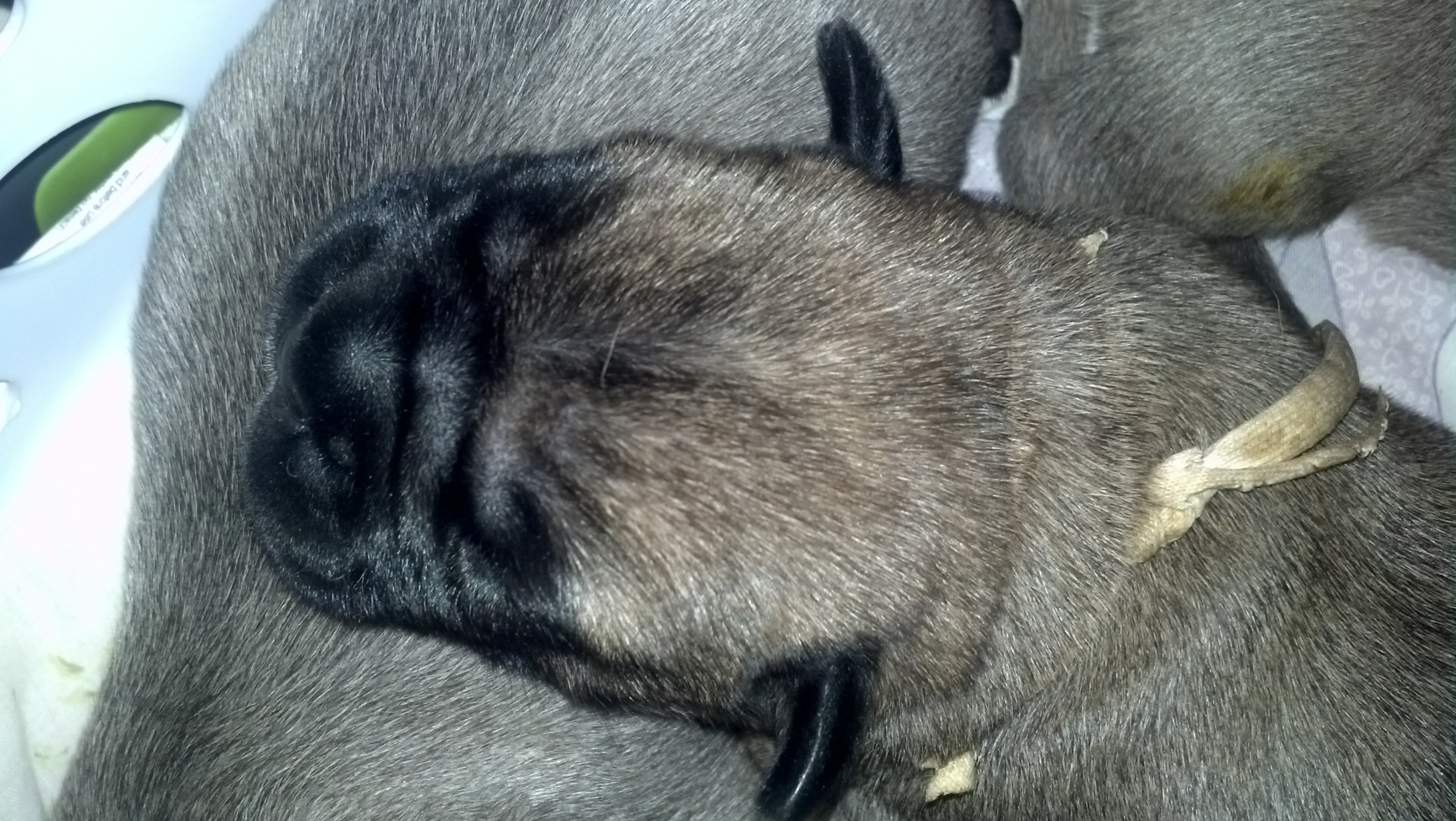 bullmastiff puppies for sale