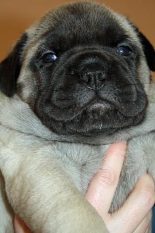 bullmastiff puppies