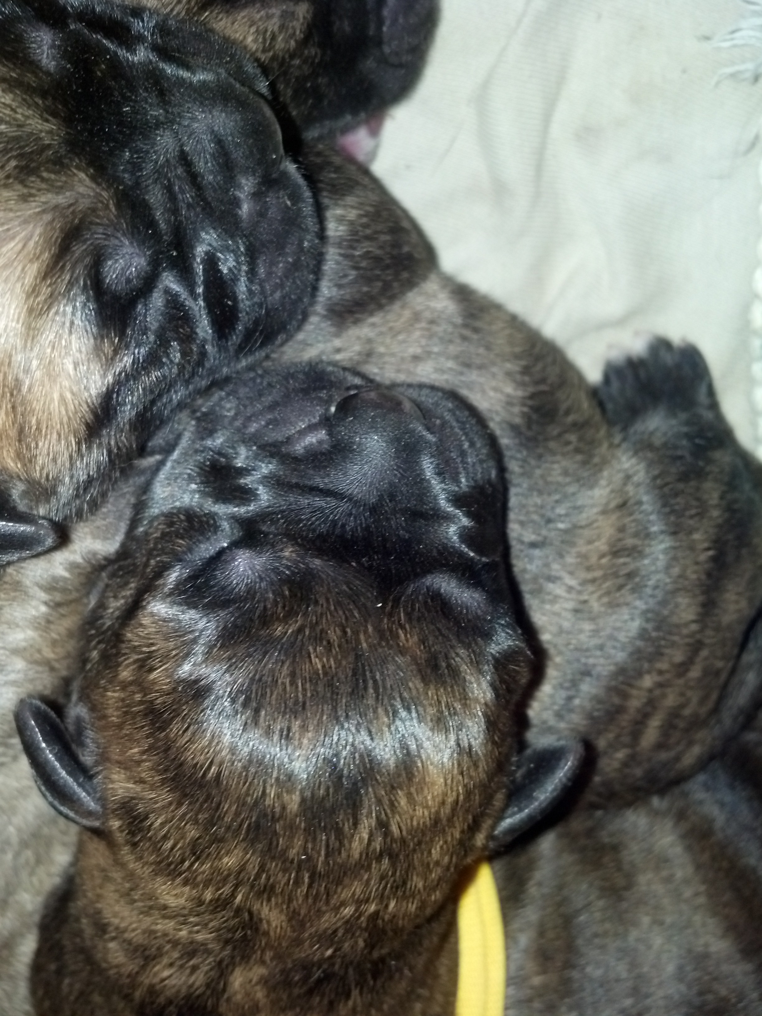 bullmastiffs for sale