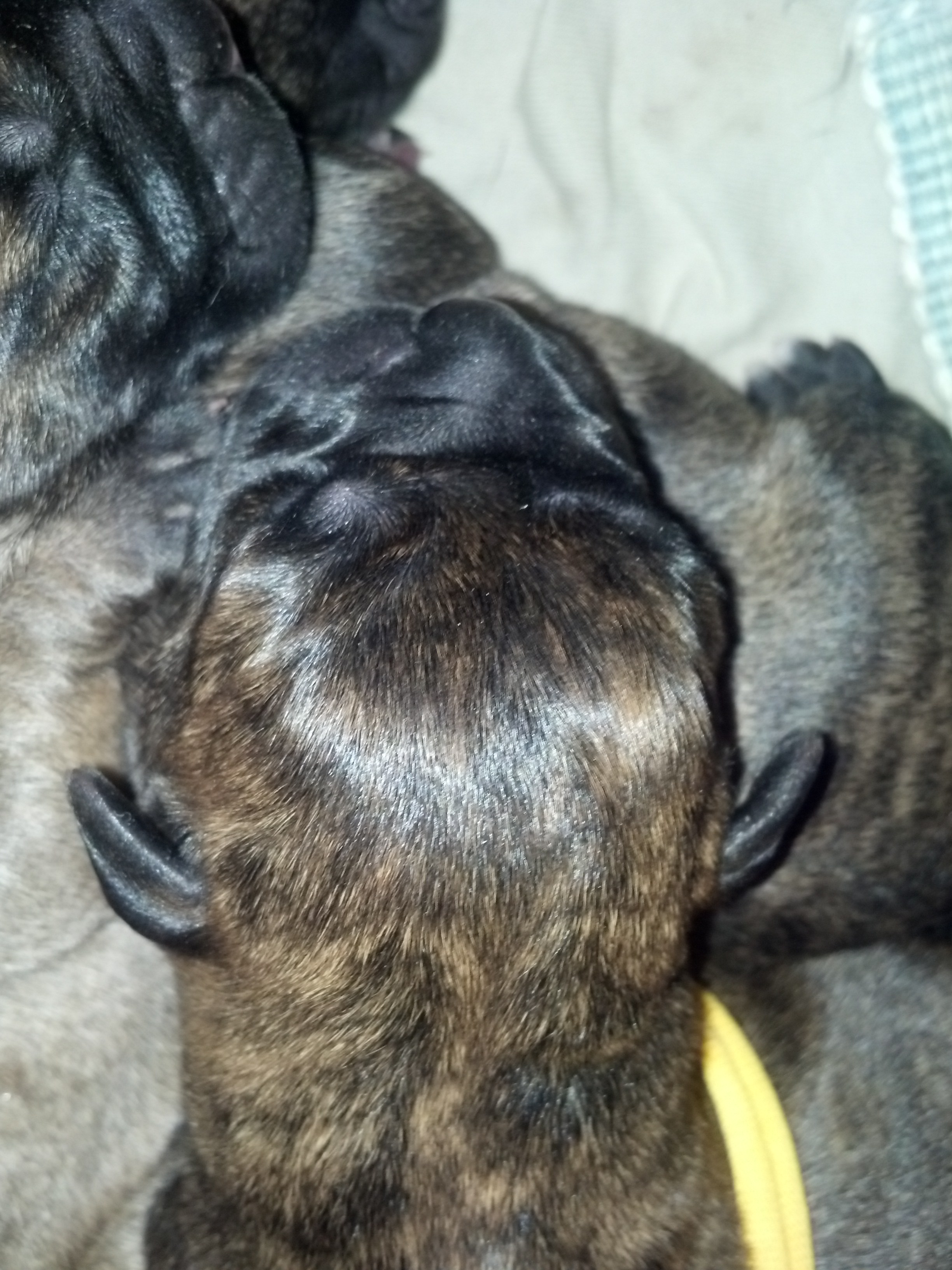 bullmastiffs for sale