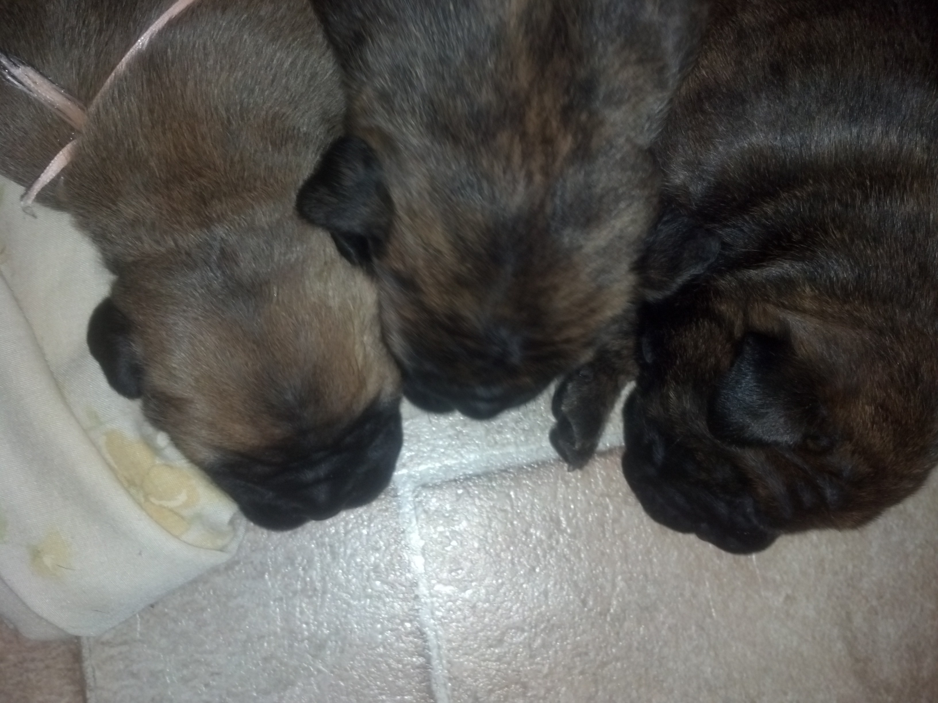 bullmastiff puppies for sale