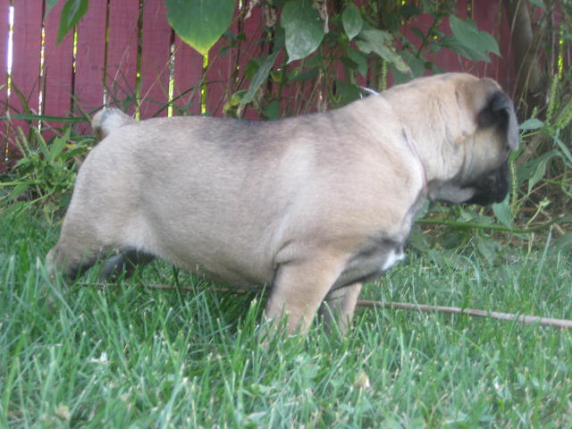 bullmastiff puppies for sale