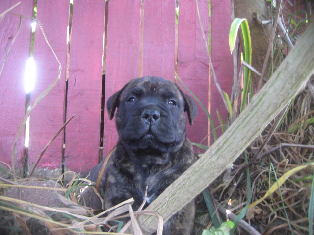 bullmastiff puppies for sale