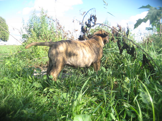 bullmastiff puppies for sale