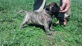 bullmastiff puppies 